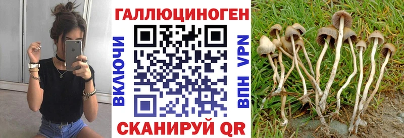 Псилоцибиновые грибы Cubensis  закладка  kraken ссылки  Тайга 